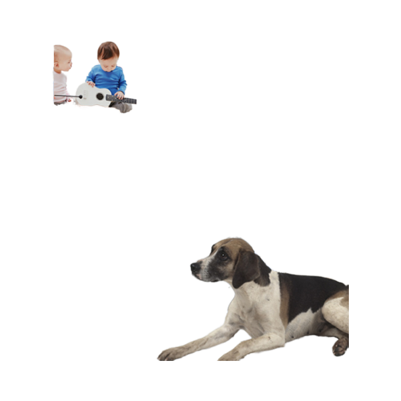 Pet Gate Manufacturer - Custom Portable Indoor