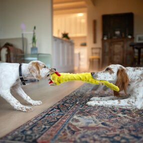 Dog Toy Factory - 5 Pack Eco-Friendly Crinkle