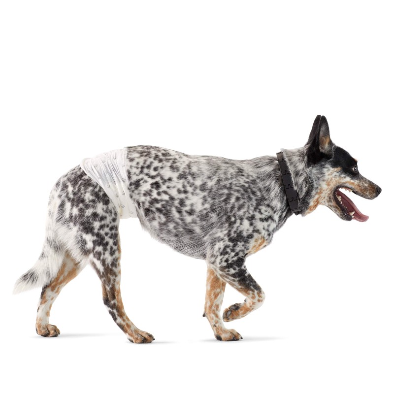 Pet Diaper Factory - Factory Wholesale Waterproof