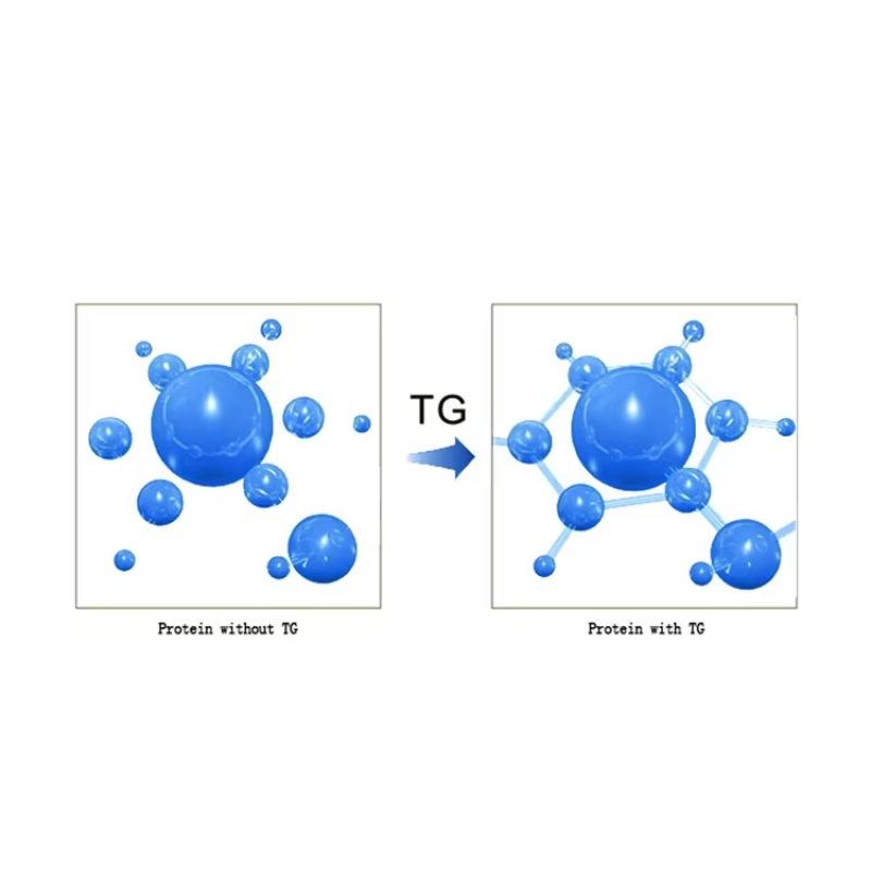 Transglutaminase Enzyme Food Grade Additive Preparations for Meat Glue Thickeners Glutamyltransferase Transglutaminase