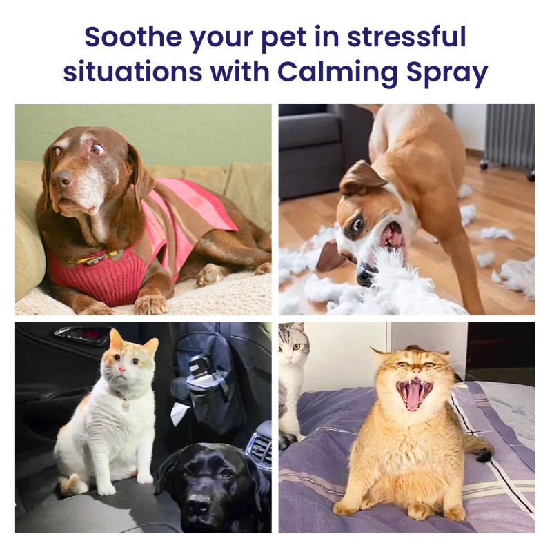 Pet Calming Spray Manufacturer - Anti Anxiety Stress Relief Drug Free