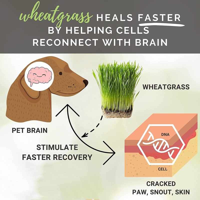 Pet Paw Balm Manufacturer - OEM Custom Private Label Organic Wheatgrass for Cracked Pads