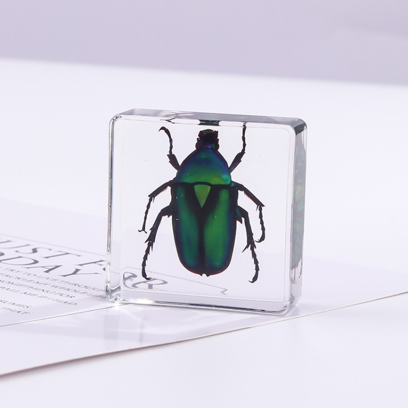 Insect Paperweight Manufacturer - OEM New Square Resin Real Specimen Ornaments Nature Exploration Teaching Aids