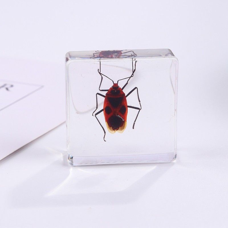 Insect Paperweight Manufacturer - OEM New Square Resin Real Specimen Ornaments Nature Exploration Teaching Aids