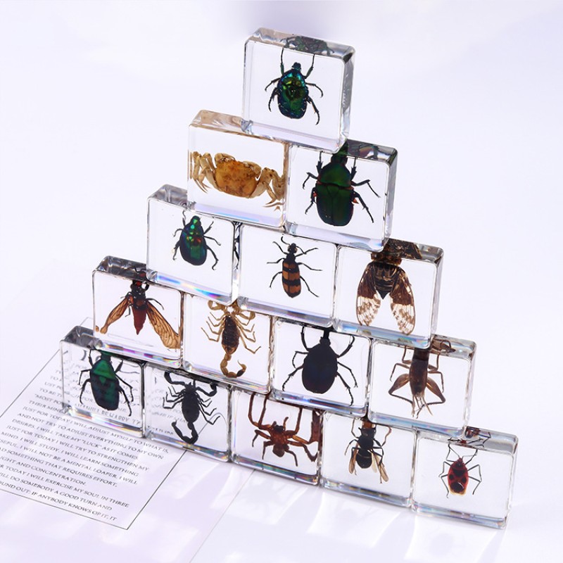 Insect Paperweight Manufacturer - OEM New Square Resin Real Specimen Ornaments Nature Exploration Teaching Aids