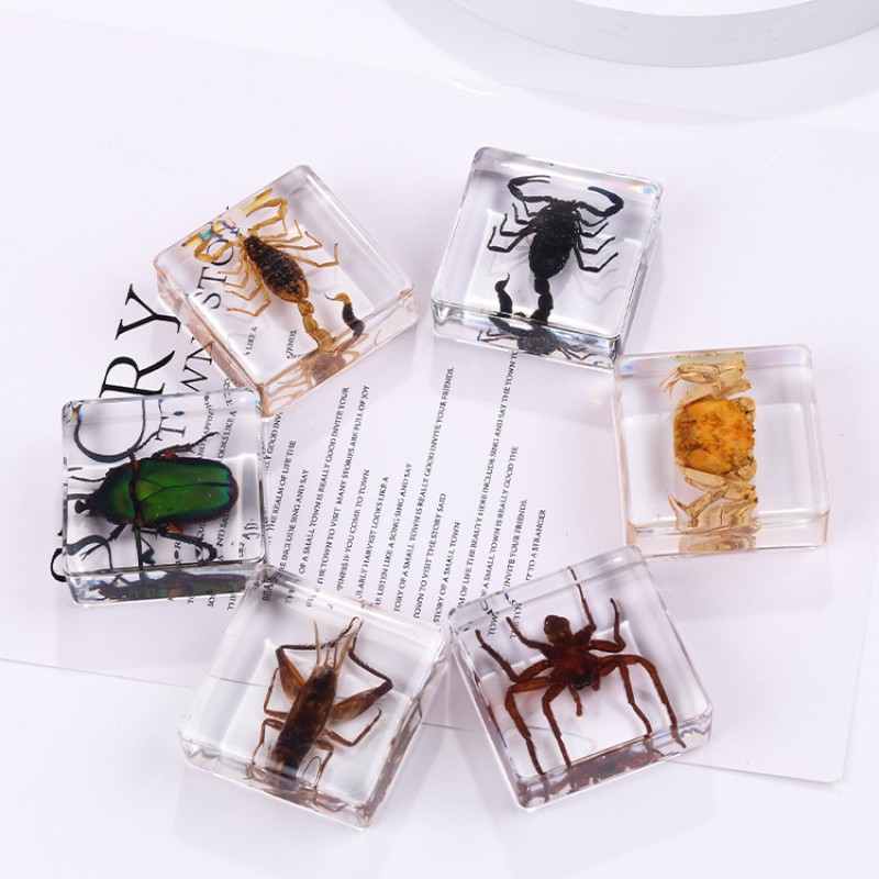 Insect Paperweight Manufacturer - OEM New Square Resin Real Specimen Ornaments Nature Exploration Teaching Aids