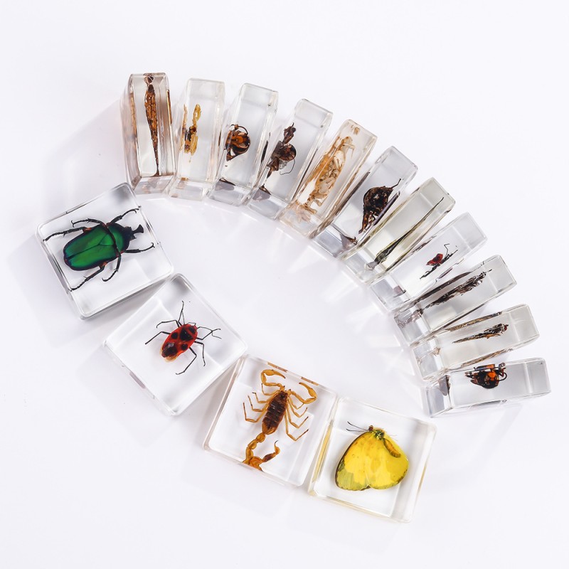 Insect Paperweight Manufacturer - OEM New Square Resin Real Specimen Ornaments Nature Exploration Teaching Aids