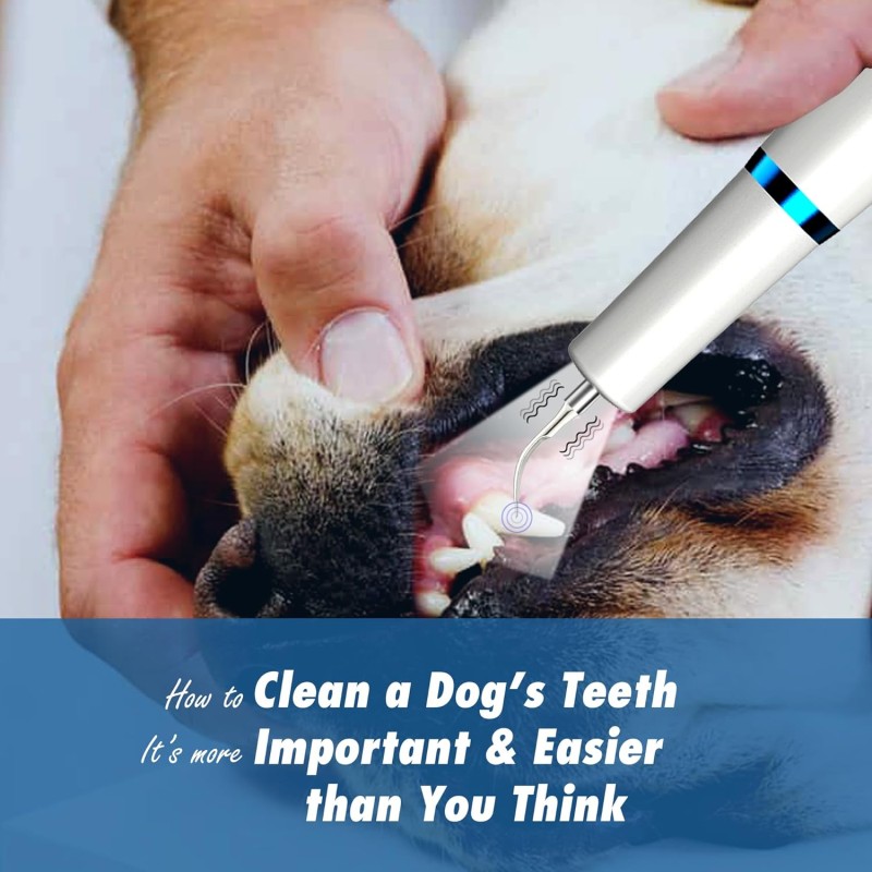 Ultrasonic Teeth Cleaner Manufacturer - Professional for Pets Tartar Remover