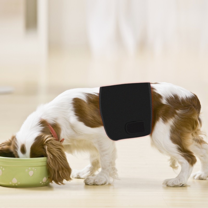 2023 Animal Horse Pet Use Pulsed LED Therapy Pad 660nm 850nm Red Infrared Belt Affordable Led Therapy Light