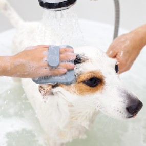 Pet Bath Brush Manufacturer - Soft Silicone Grooming Brush