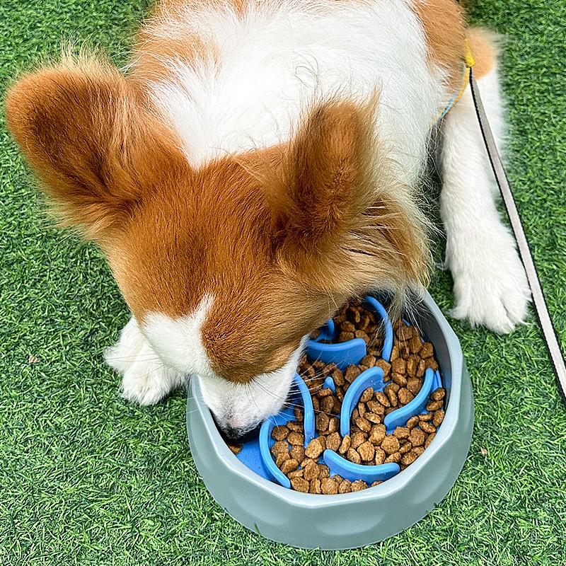 Slow Feeder Dog Bowl Manufacturer - Anti Slip 2 in 1 Design