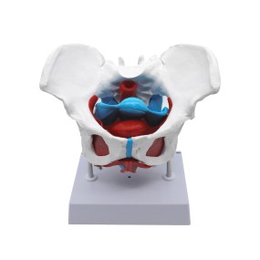 Pelvis Model Manufacturer - Life-Size Female Anatomy Model