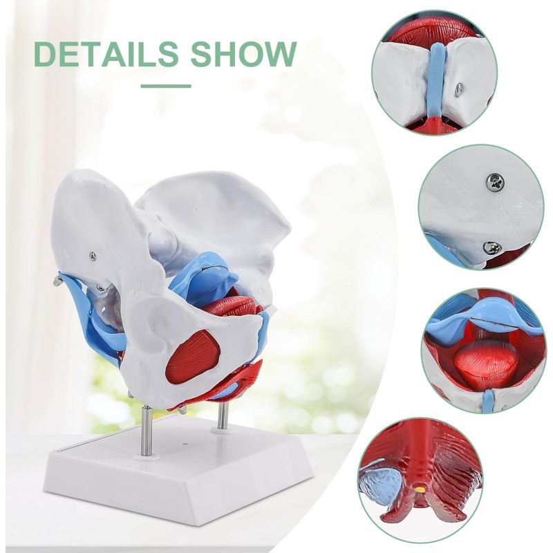 Pelvis Model Manufacturer - Life-Size Female Anatomy Model