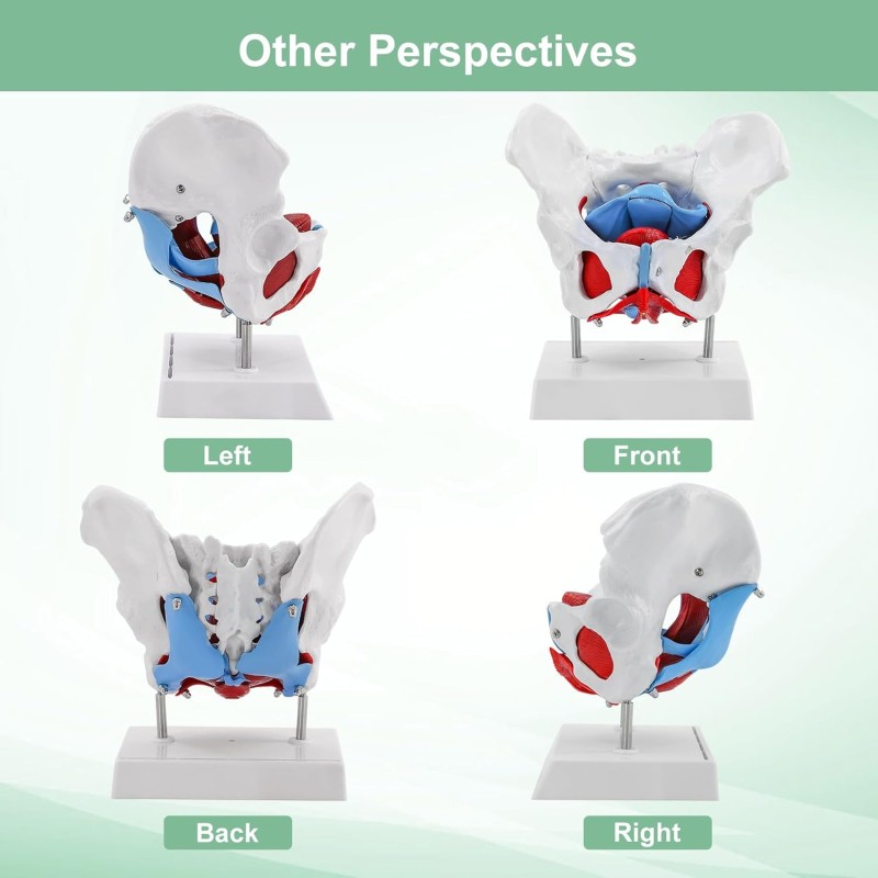 Pelvis Model Manufacturer - Life-Size Female Anatomy Model