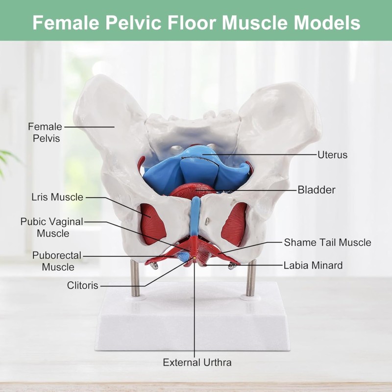 Pelvis Model Manufacturer - Life-Size Female Anatomy Model