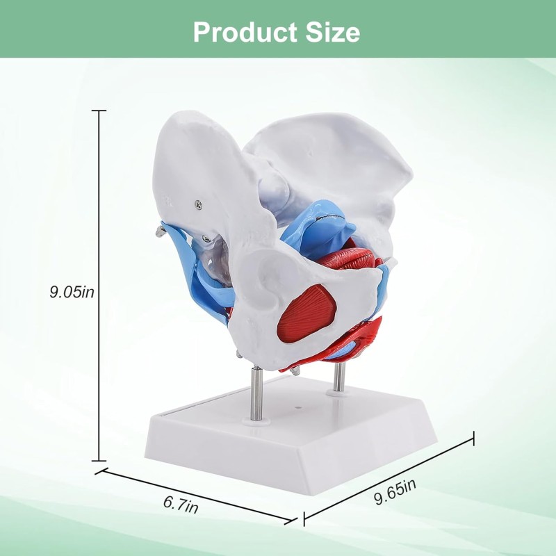 Pelvis Model Manufacturer - Life-Size Female Anatomy Model