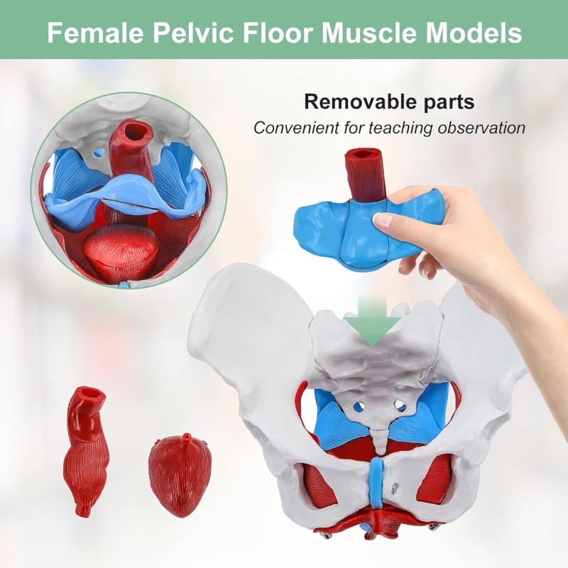 Pelvis Model Manufacturer - Life-Size Female Anatomy Model