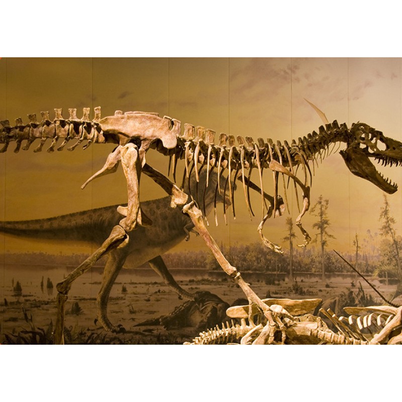 Dinosaur Claw Children'S Handmade Diy Tyrannosaurus Rex Skeleton Simulation Fossil Archaeological Excavation Toys