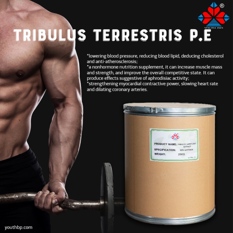 Food Grade Natural Shandong Acanthopanax Senticosus Fruit Extract Powder 40% Saponins Liquid-Solid Extract Various Bottle Jar Barrel