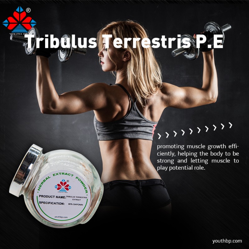 Food Grade Natural Shandong Acanthopanax Senticosus Fruit Extract Powder 40% Saponins Liquid-Solid Extract Various Bottle Jar Barrel