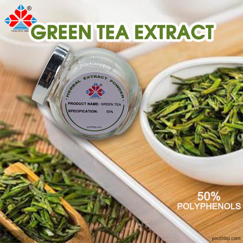 Premium Polyphenol Rich Green Tea Extract Herbal Leaf Powder HPLC Tested Food Grade Bottled Jarred 1kg MOQ Dietary Supplement YOUTH