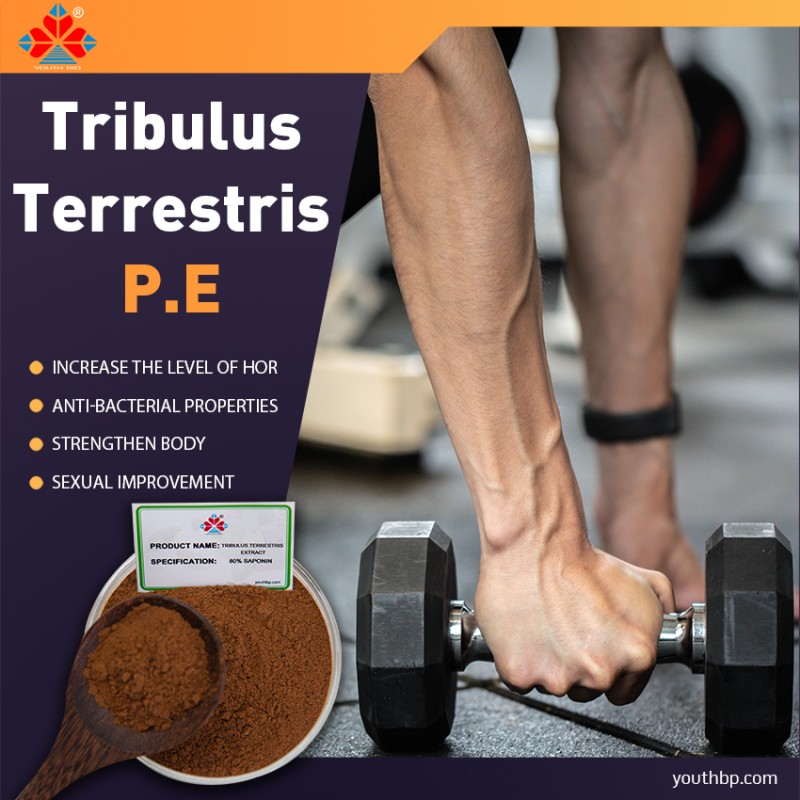 Food Grade Natural Shandong Acanthopanax Senticosus Fruit Extract Powder 40% Saponins Liquid-Solid Extract Various Bottle Jar Barrel