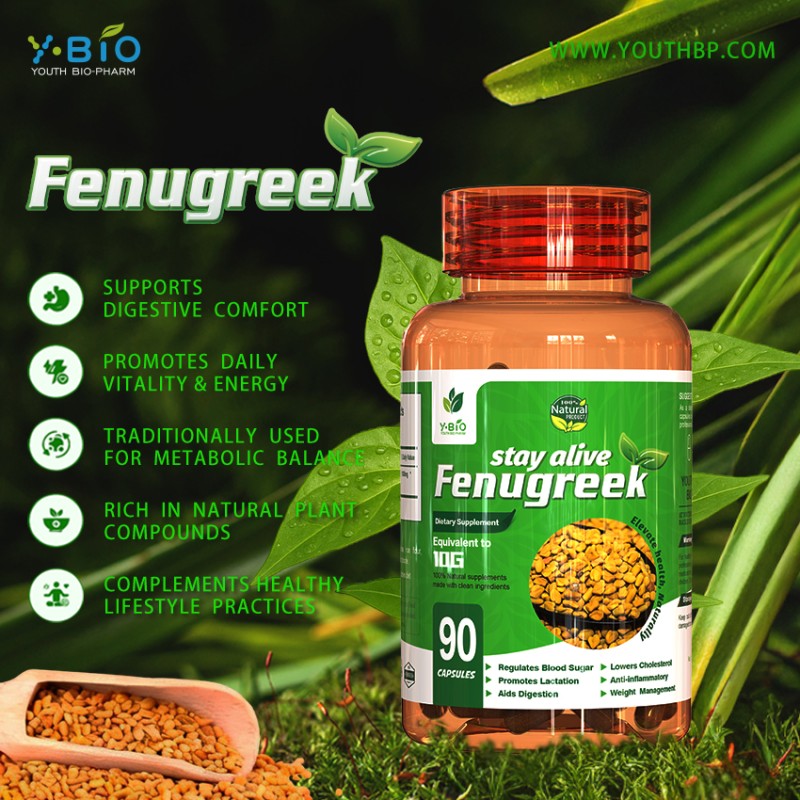 Factory Price Fenugreek Extract Capsules - Natural Herbal Supplement Breast Milk Production HALA Certified Food Grade Adult