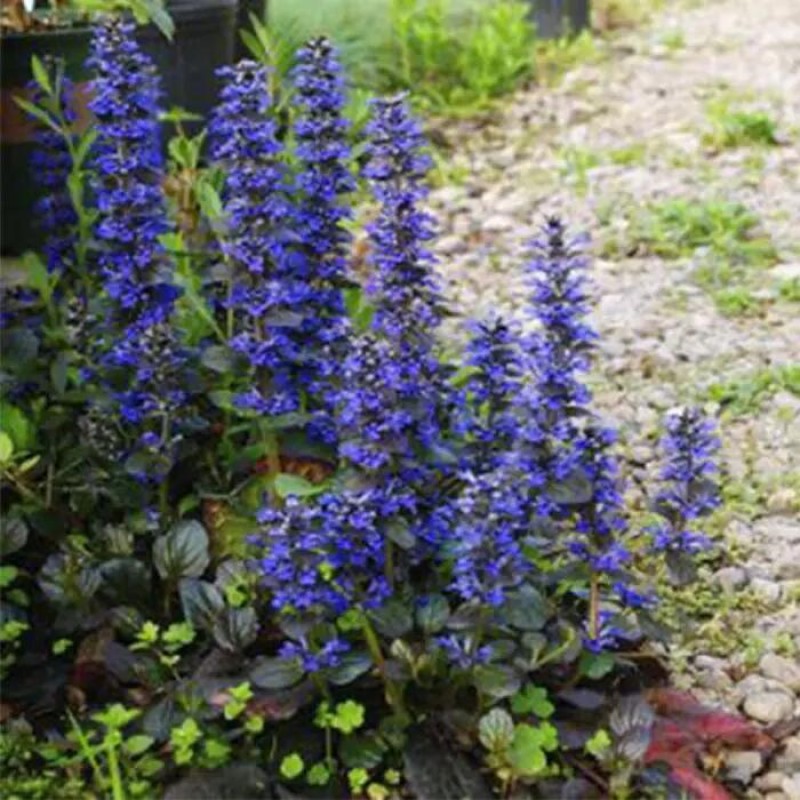 Wholesale Bulk 100% Natural Pure 1% Turkesterone Extract Powder Ajuga Turkestanica Powder Extract Turkesterone Capsules