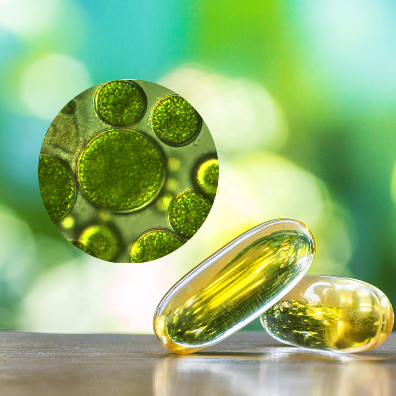 2023 New Popular Children's Algae Omega 3 Oil Vegan Softgel Capsules 500mg-1000mg Support Health Fish Oil Category