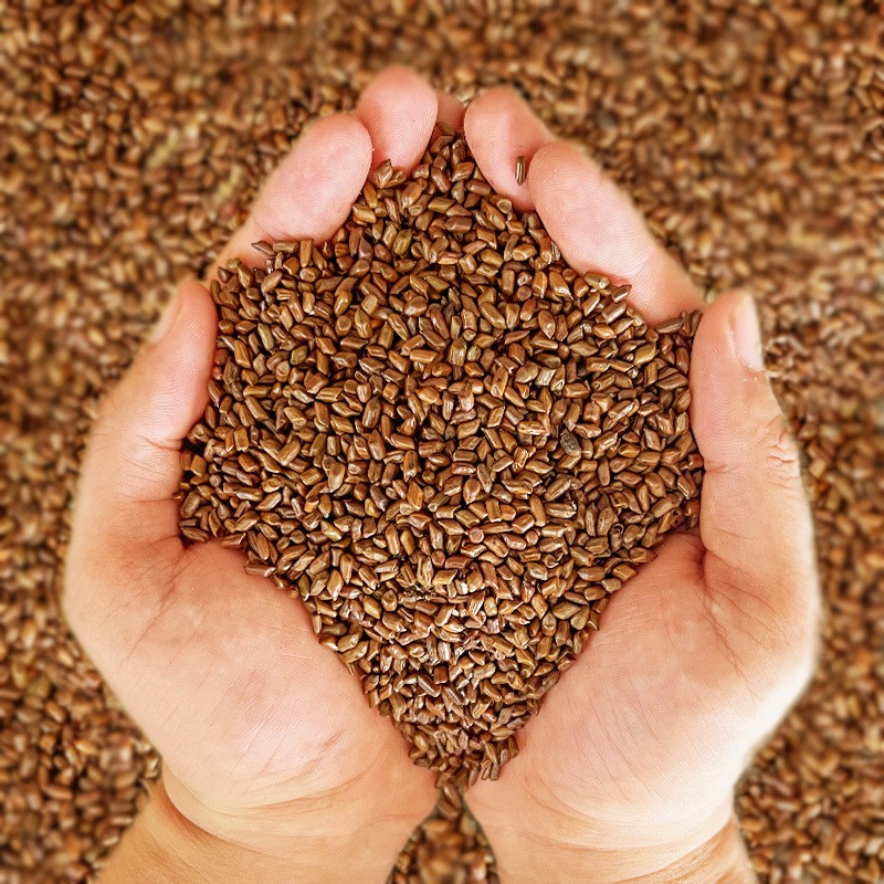 Organic Cassia Seed Blend Tea - Visual Clarity