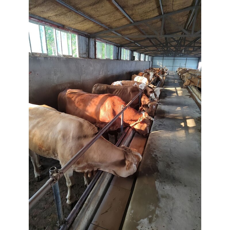 Cattle Sheep Growth Promoter Factory - Amino Acids & Vitamins Premix