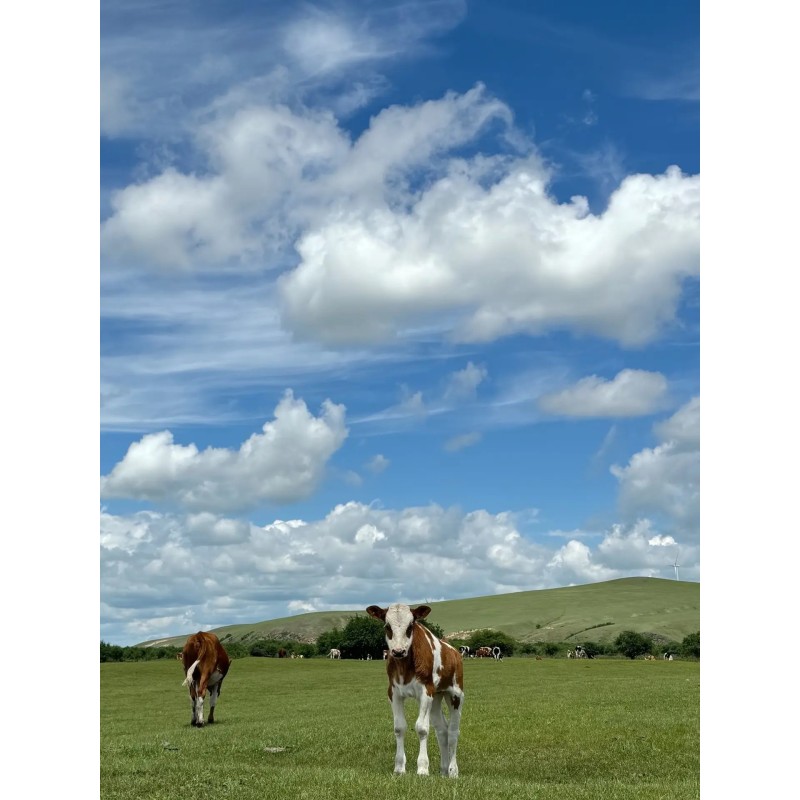 Animal Multi-Vitamins Premix Supplier - For Cattle Sheep Immunity