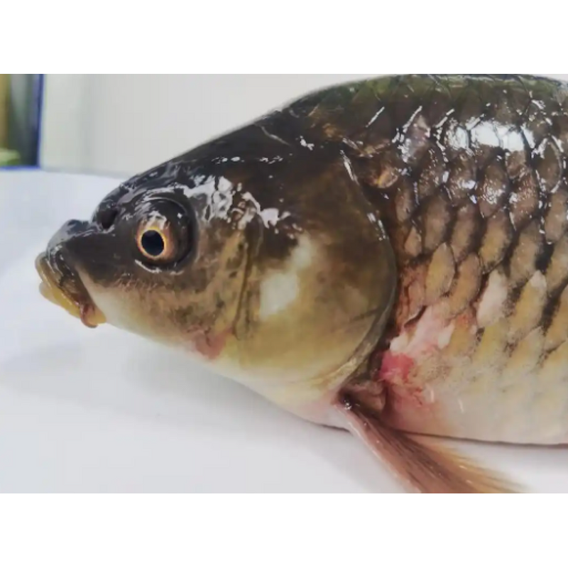 Animal Feed Booster Manufacturer - Enzyme Vitamin Amino Acid Premix