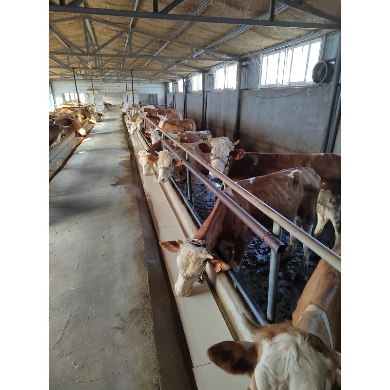 Feed Grade Amino Acids Supplier for Cattle Sheep - Premix Factory