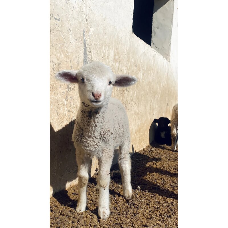 Cattle Feed Premix Factory - Fattening with Amino Acids & Vitamins