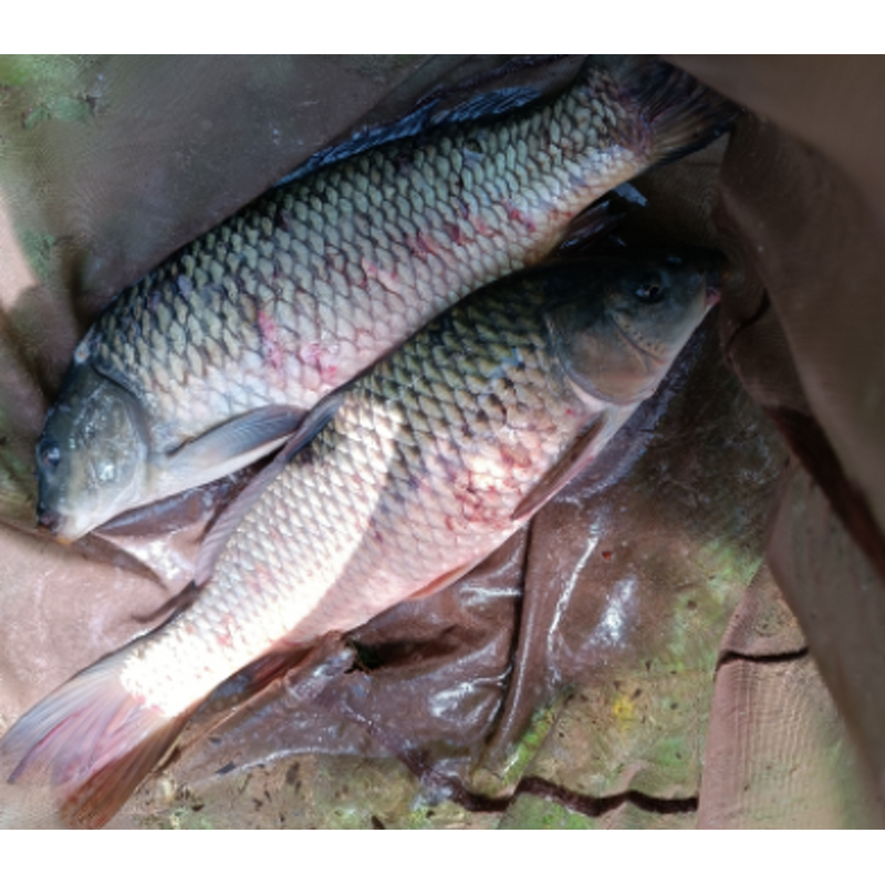 Animal Feed Booster Manufacturer - Enzyme Vitamin Amino Acid Premix