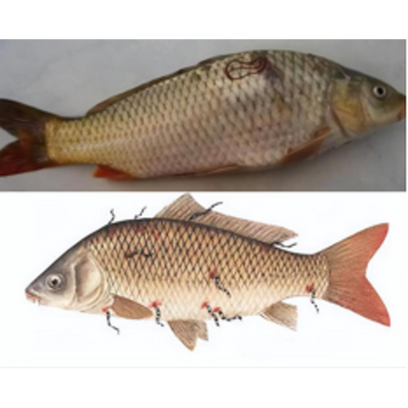 Cattle Sheep Feed Additives Factory - Vitamin A & Amino Acid Booster