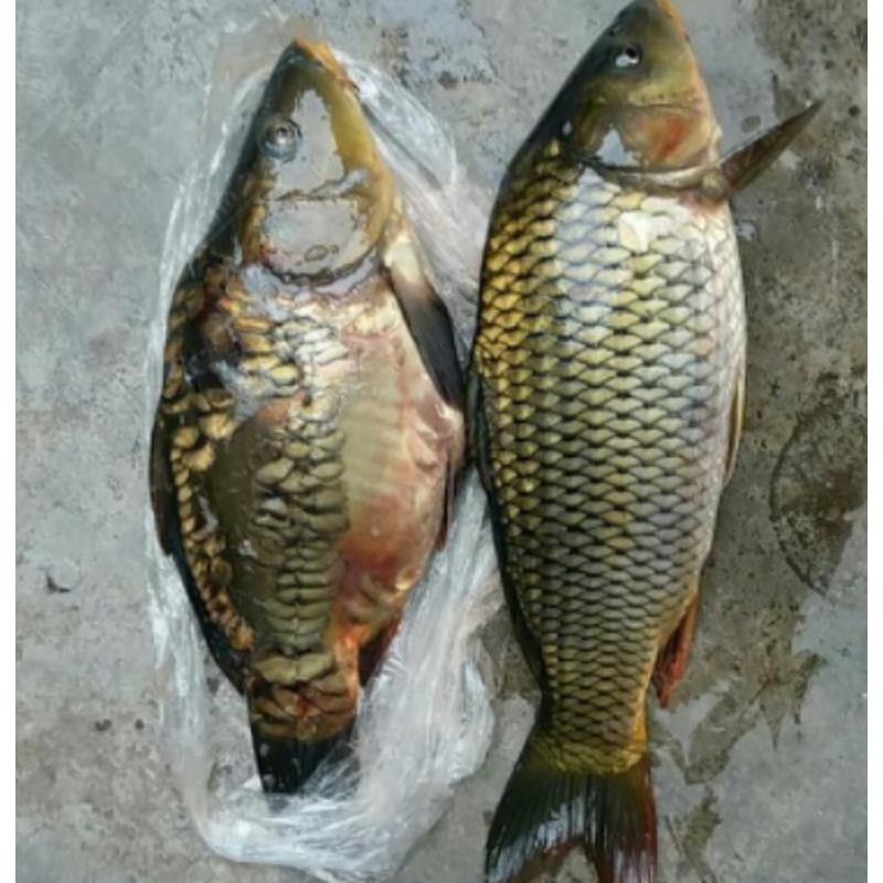 Animal Feed Booster Manufacturer - Enzyme Vitamin Amino Acid Premix