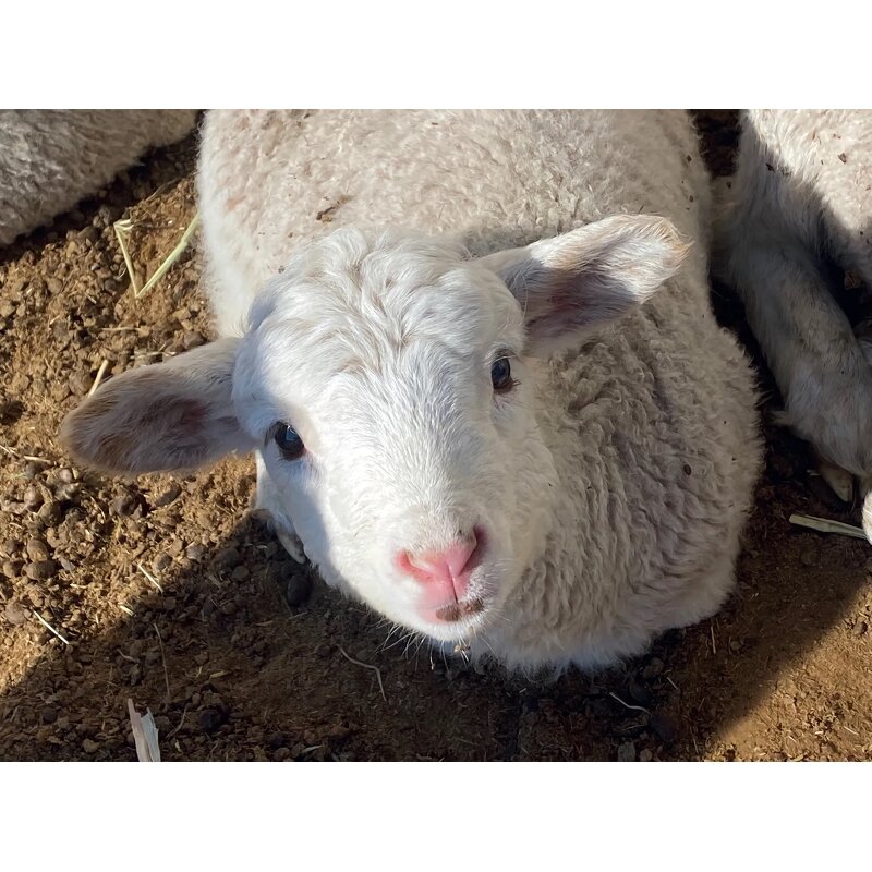 Cattle Feed Supplement Manufacturer for Sheep Goat - Weight Gain