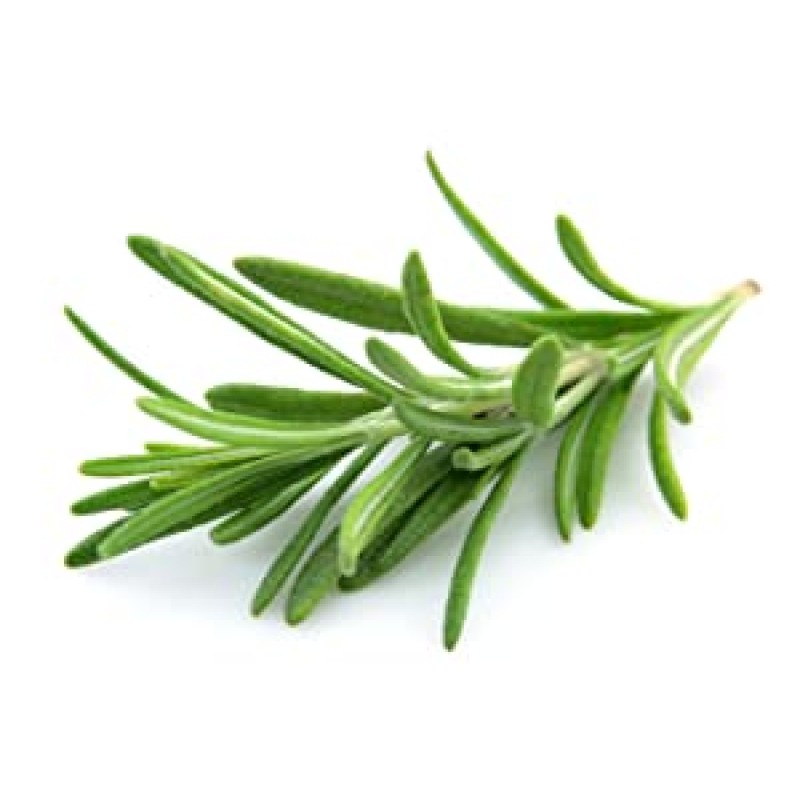 Rosemary Hydrosol Factory - Pure Natural Bulk Price