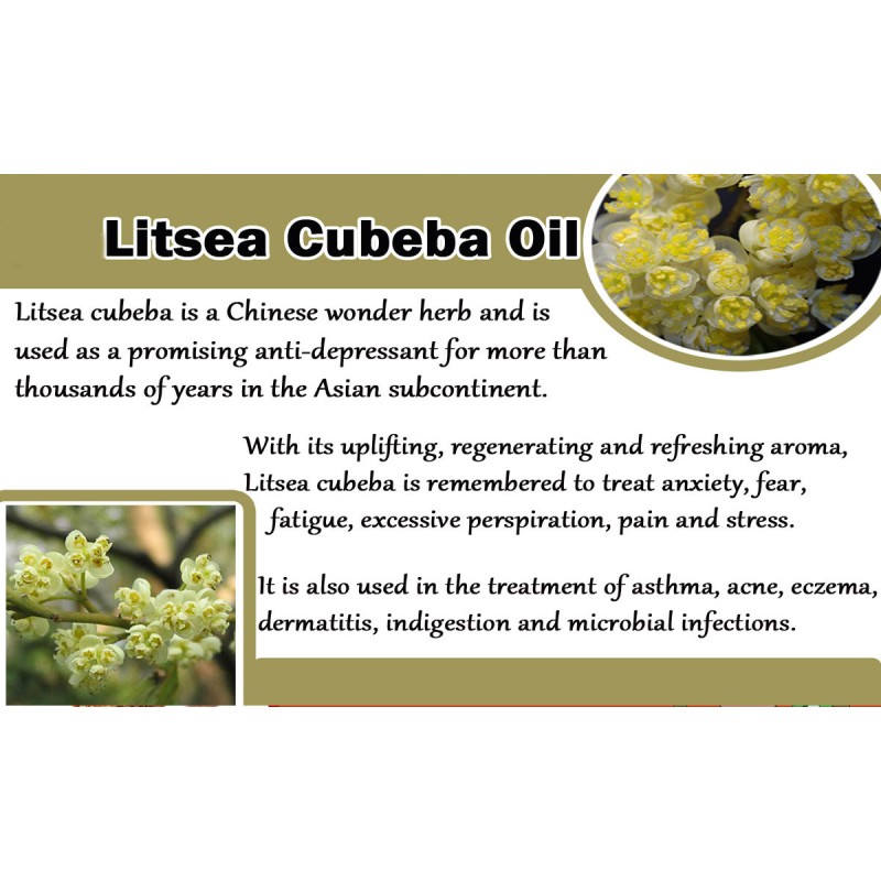 Litsea Cubeba Essential Oil Factory - Organic with Natural Aroma