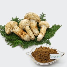 Agaricus Mushroom Extract Supplier - Blazei Murill Green Powder