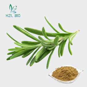 Rosemary Extract Supplier - 20% 25% Organic Powder