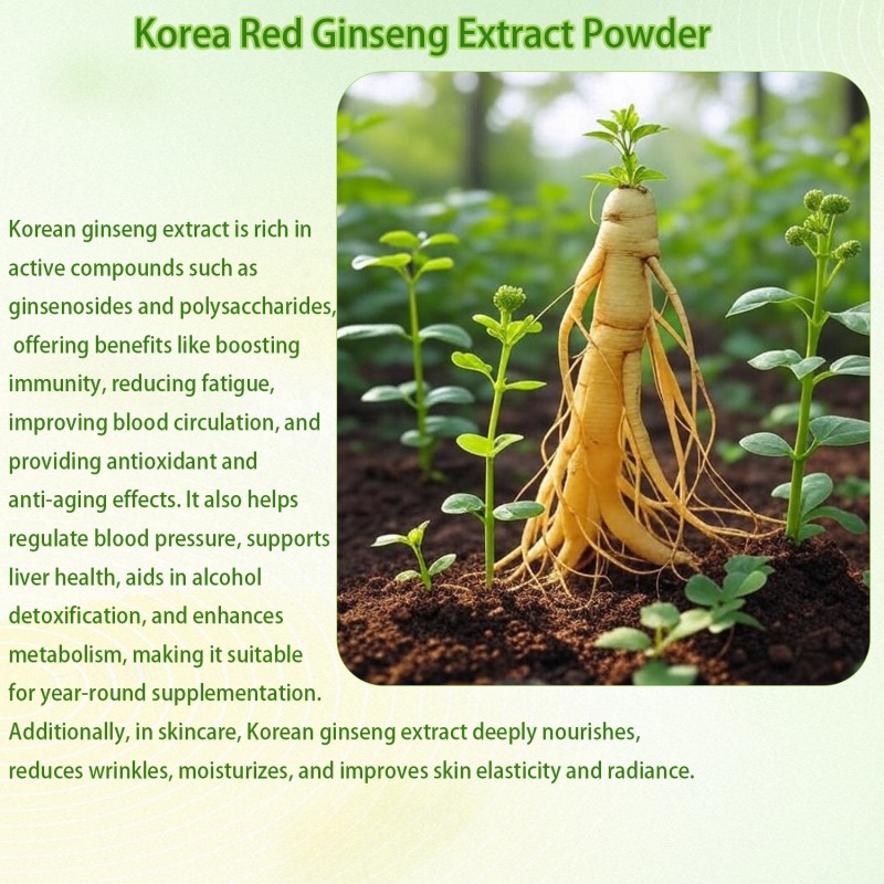 Red Ginseng Extract Manufacturer - Korea Ginsenoside 5%-80% Powder