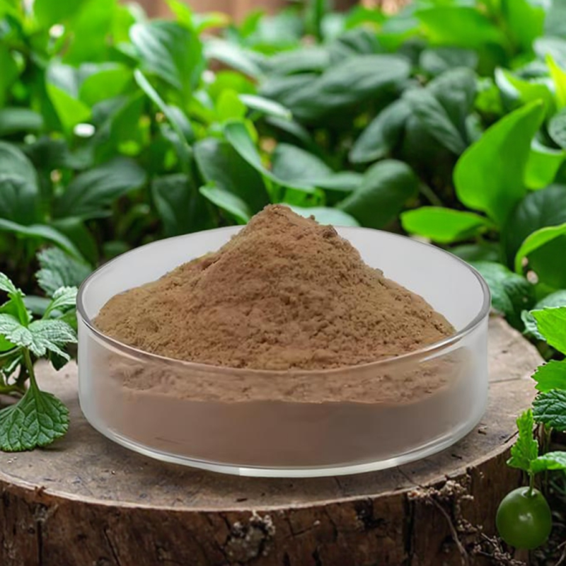 Rhodiola Rosea Extract Factory - Best Selling Herbal Supplement