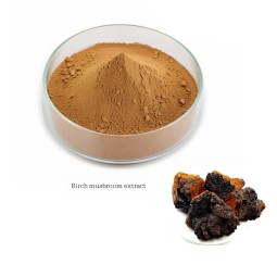 Chaga Mushroom Extract Manufacturer - 100% Natural Inonotus Obliquus
