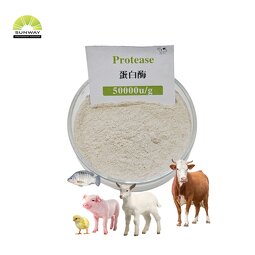 Protease-Amylase Complex Manufacturer - Enzyme for Digestive Supplements