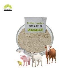 Bacillus Coagulans Powder Factory - Probiotic for Poultry Gut Health