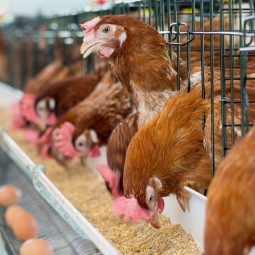 Glycerol Monolaurate Manufacturer - GML90 E471 Feed Additive