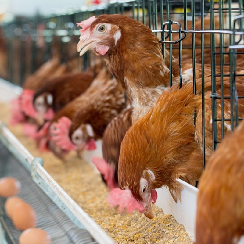 Glycerol Monolaurate Manufacturer - GML90 E471 Feed Grade